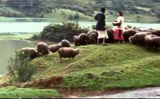 Aala Maramuranga